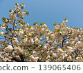 Double-flowered cherry blossom, Fugenzo variety 139065406