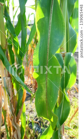 Close-up of Vibrant Green Corn Leaf in Agricultural Field Close-up of Vibrant Green Corn Leaf in Agricultural Field 139065448