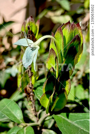 Single Ecbolium Flower amid Green Leaves Single Ecbolium Flower amid Green Leaves 139065602