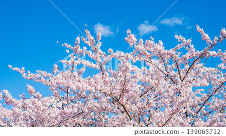 Sakura Blossom Cherry Tree in Spring Bloom. Hanami, Sakura Vilnius Sakura Blossom Cherry Tree in Spring Bloom. Hanami, Sakura Vilnius 139065712