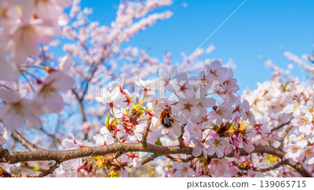 Bee collecting Honey Sakura Blossom Cherry Tree in Spring Bloom. Sakura Vilnius 139065715