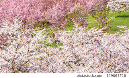 Sakura Blossom Cherry Tree in Spring Bloom. Hanami, Sakura Vilnius Sakura Blossom Cherry Tree in Spring Bloom. Hanami, Sakura Vilnius 139065716