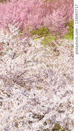 Sakura Blossom Cherry Tree in Spring Bloom. Hanami, Sakura Vilnius Sakura Blossom Cherry Tree in Spring Bloom. Hanami, Sakura Vilnius 139065717
