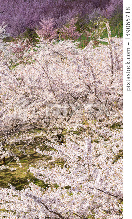 Sakura Blossom Cherry Tree in Spring Bloom. Hanami, Sakura Vilnius Sakura Blossom Cherry Tree in Spring Bloom. Hanami, Sakura Vilnius 139065718