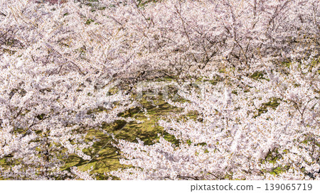 Sakura Blossom Cherry Tree in Spring Bloom. Hanami, Sakura Vilnius 139065719