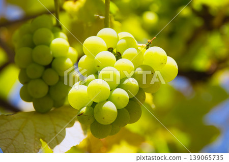 The Muscat grapes are laden with fruit. The Muscat grapes are laden with fruit. 139065735