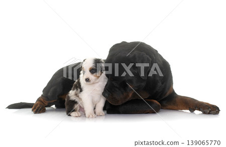 puppy australian shepherd and rottweiler 139065770