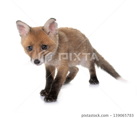 fox cub in studio fox cub in studio 139065783