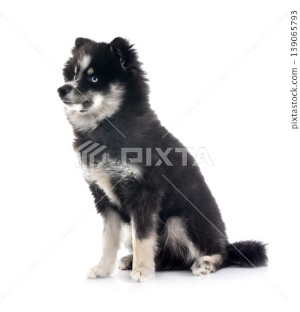 Pomsky in studio Pomsky in studio 139065793
