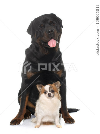 chihuahua and rottweiler chihuahua and rottweiler 139065812