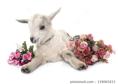 white young goat white young goat 139065813