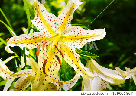 A close-up of a striking lily flower. 139065867