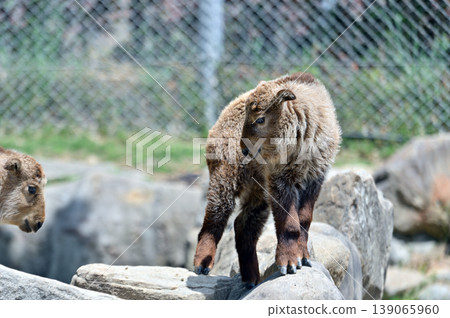 Golden Takin 's child Golden Takin 's child 139065960