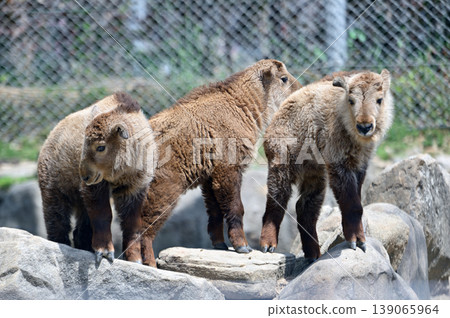 Golden Takin 's child Golden Takin 's child 139065964