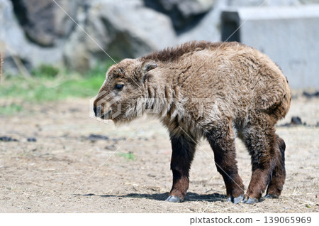 Golden Takin 's child 139065969