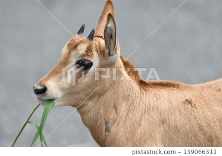 Scimitar Oryx baby Scimitar Oryx baby 139066311