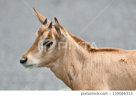 Scimitar Oryx baby Scimitar Oryx baby 139066313