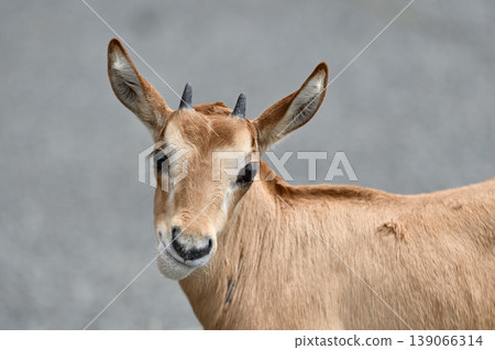 Scimitar Oryx baby Scimitar Oryx baby 139066314