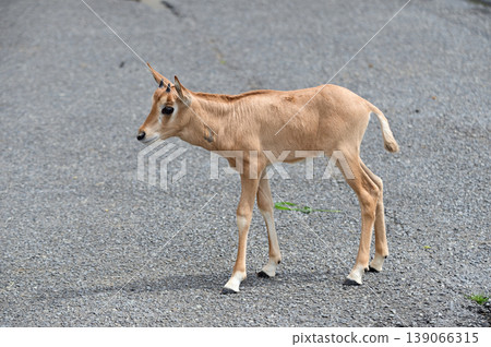 Scimitar Oryx baby Scimitar Oryx baby 139066315