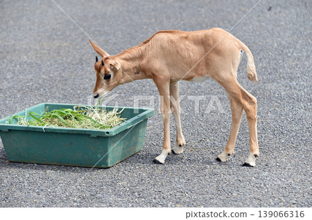 Scimitar Oryx baby Scimitar Oryx baby 139066316