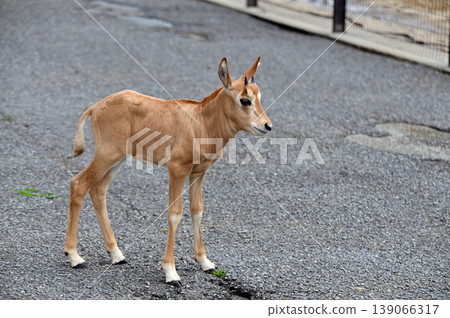 Scimitar Oryx baby 139066317