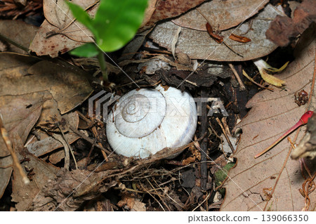 Whitened exoskeletons of the Japanese land snail (Lampyris noctiluca) are buried in the forest floor of Japan (biological ecology macro close-up image). 139066350