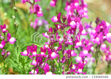 Linaria (Hime Goldfish) Linaria (Hime Goldfish) 139066486