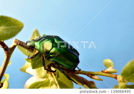 A beetle from the family of lamellar beetles, called the green bronze beetle. 139066495