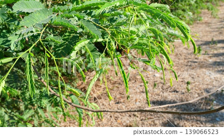 Fresh Green Young Tamarind Leaves and Branch in Sunlight Fresh Green Young Tamarind Leaves and Branch in Sunlight 139066523