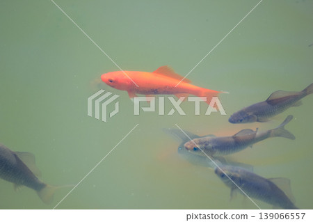 A bright orange goldfish swims alongside a school of dark carp in a murky green freshwater garden pond 139066557