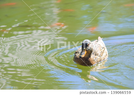 A female mallard duck swims toward the camera in a green rippling pond with goldfish in the background 139066559