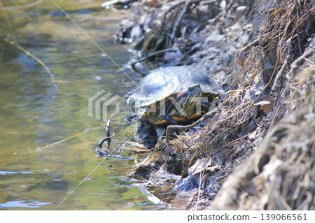 A red-eared slider turtle basks on the sunny muddy bank of a peaceful pond in a natural park setting A red-eared slider turtle basks on the sunny muddy bank of a peaceful pond in a natural park setting 139066561