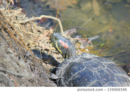Close up of a red-eared slider turtle basking by the water edge on a sunny day in a natural habitat Close up of a red-eared slider turtle basking by the water edge on a sunny day in a natural habitat 139066566