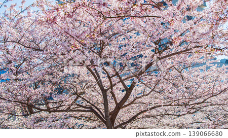 Sakura Blossom Cherry Tree in Spring Bloom. Hanami, Sakura Vilnius Sakura Blossom Cherry Tree in Spring Bloom. Hanami, Sakura Vilnius 139066680
