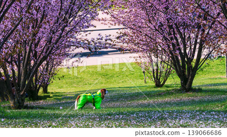 Dog on Sakura Blossom Cherry Tree in Spring Bloom background. Hanami, Sakura Vilnius 20 Dog on Sakura Blossom Cherry Tree in Spring Bloom background. Hanami, Sakura Vilnius 20 139066686