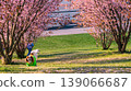 Dog on Sakura Blossom Cherry Tree in Spring Bloom background. Hanami, Sakura Vilnius 20 139066687