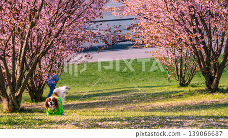 Dog on Sakura Blossom Cherry Tree in Spring Bloom background. Hanami, Sakura Vilnius 20 139066687