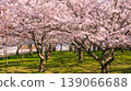 Sakura Blossom Cherry Tree in Spring Bloom. Sakura Vilnius 139066688