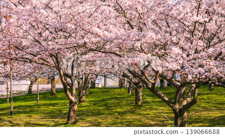 Sakura Blossom Cherry Tree in Spring Bloom. Sakura Vilnius 139066688