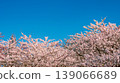 Sakura Blossom Cherry Tree in Spring Bloom. Hanami, Sakura Vilnius 139066689