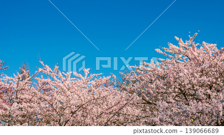Sakura Blossom Cherry Tree in Spring Bloom. Hanami, Sakura Vilnius 139066689