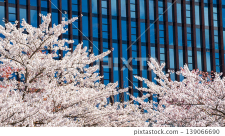 Sakura Blossom Cherry Tree in Spring Bloom. Hanami, Sakura Vilnius 139066690
