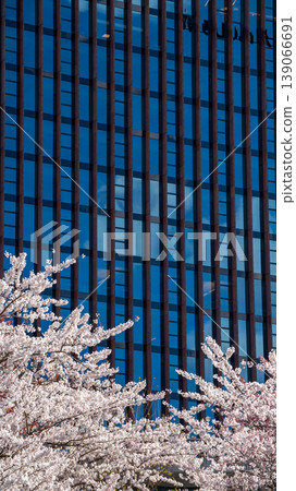 Sakura Blossom Cherry Tree in Spring Bloom. Hanami, Sakura Vilnius 139066691
