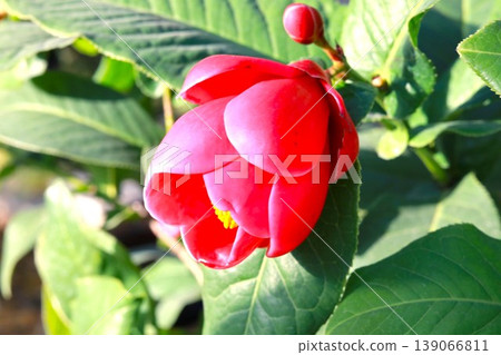 越南山茶花 越南山茶花 139066811