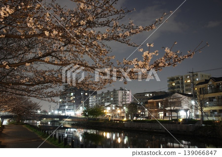 新川河岸夜櫻 新川河岸夜櫻 139066847