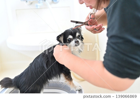 A woman grooms her dog, a Chihuahua. A woman grooms her dog, a Chihuahua. 139066869