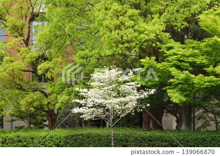 Dogwood trees reflected in the fresh green leaves Dogwood trees reflected in the fresh green leaves 139066870