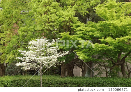 Dogwood trees reflected in the fresh green leaves Dogwood trees reflected in the fresh green leaves 139066871