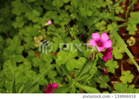 可愛的粉紅色小花:三葉草 可愛的粉紅色小花:三葉草 139066918