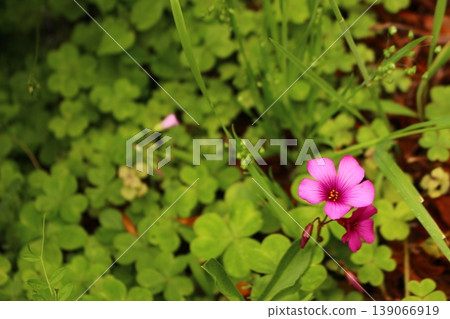 可愛的粉紅色小花:三葉草 可愛的粉紅色小花:三葉草 139066919